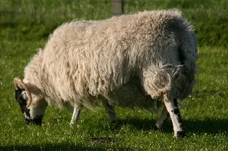 Query image: a sheep grazing