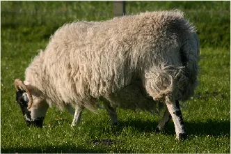 Query photo: a sheep grazing