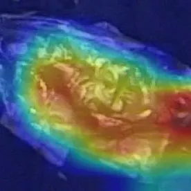 The same crop with a heat map showing where the model looked